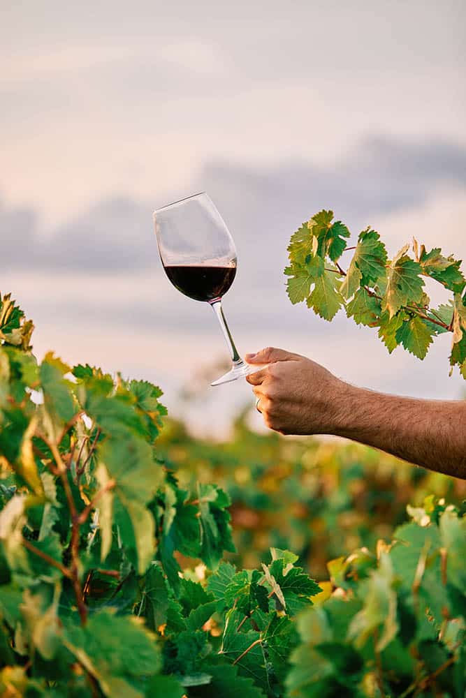 Vin bio : le comparatif des labels
