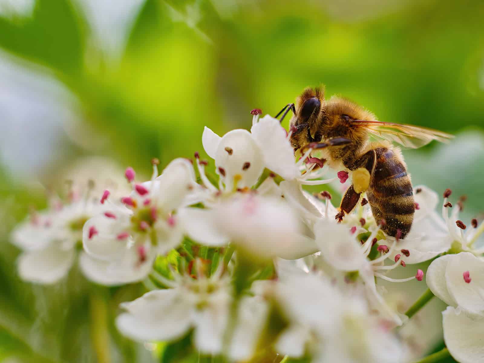 biodiversité et abeilles, le label bio