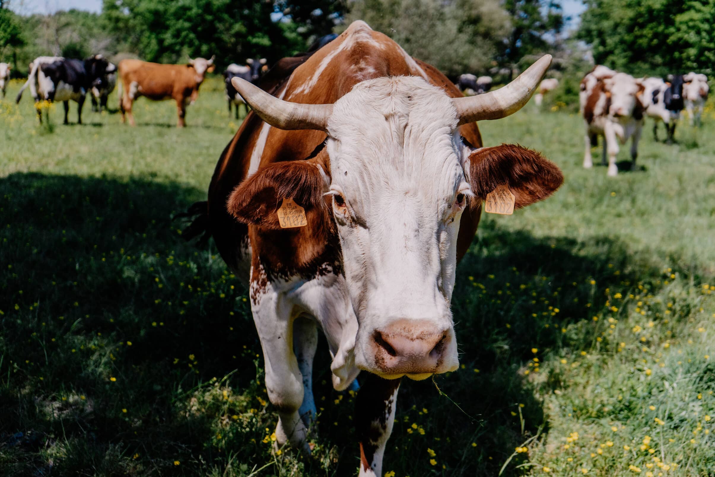 Vache élevage bio. Label bio